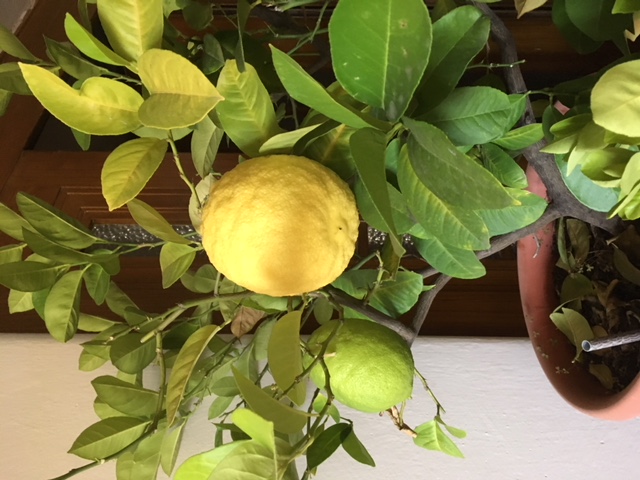 Citrus